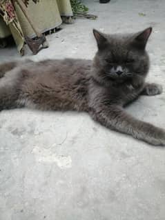 Persian male cat