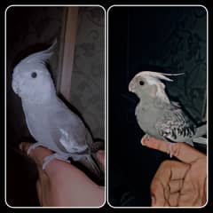 Hane tame cocktail and Love bird