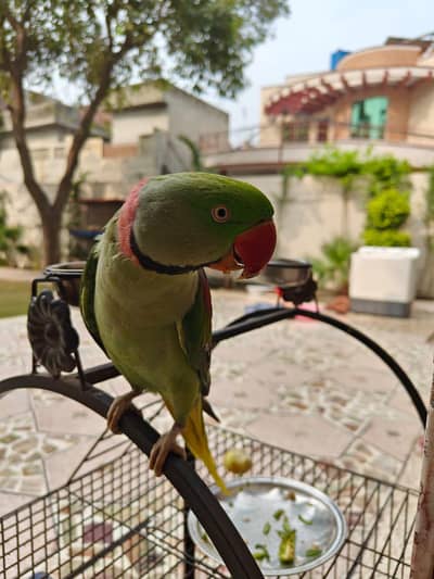 Raw Jamboo Parrot pair Hand tame Talking