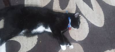 british cat cute eyes fully active