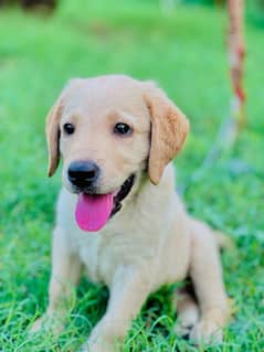 Labrador puppies available