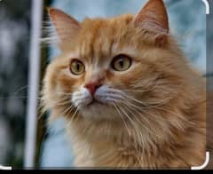 Cat for sell
