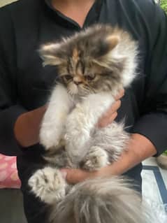 piiky