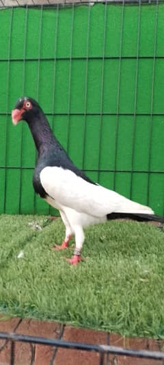 black magpie male available