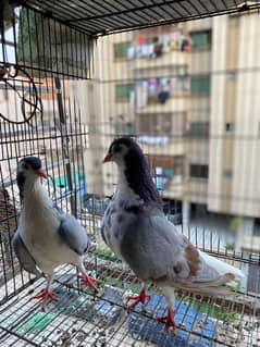 Sentinet,German Tie , Lal ban Sherazi , Mukhi Breeder Pair