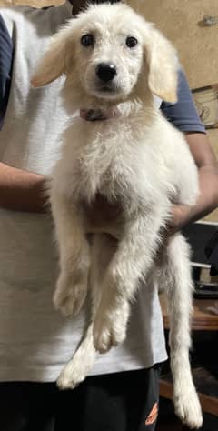 LONG COAT FEMALE PUPPY GOLDEN RETRIEVER X SAMOYED
