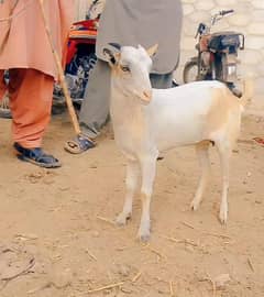 1 mah ki gabban female for sale pure barbari age 6.7 month quality go