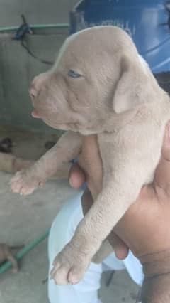 American bully