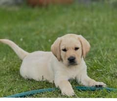 Labrador British puppies Heavy Bone fown Color