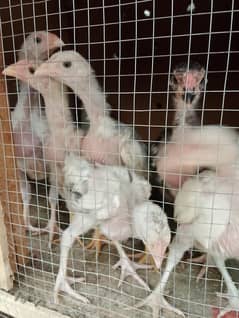 2 months k heeray chicks hain aur muskay 3 months kay hain