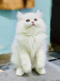 Persian