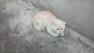 Persian cat mother and son