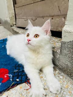 cat white persian