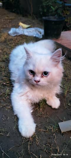 persion white cat