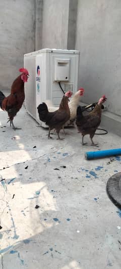 desi misri 2 hens and one male hen