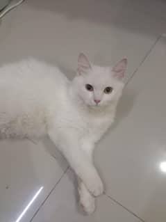 "Soft & Friendly Cat