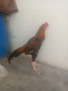 aseel