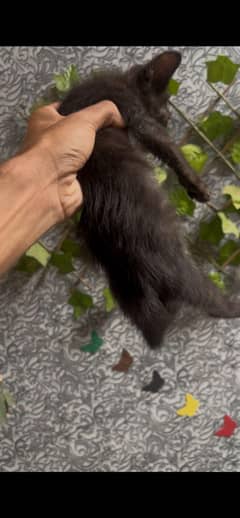 persian male cat for sale