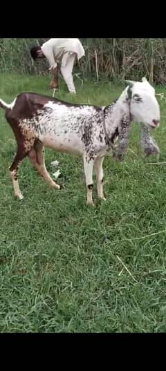 bakri goat 03144557870