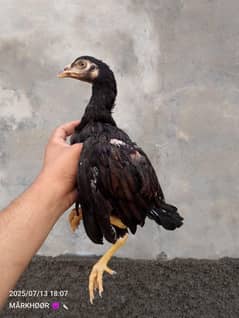 Aseel Lasani Pathi Lassani Chicks Mushki Pathi Black