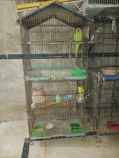birs with cage for sale