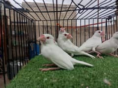 Albino