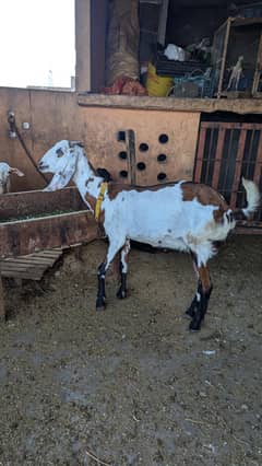 bakri for sale sath 2 bchay hain 1 male 1 female