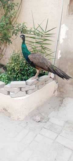 2 Blue shoulder Peacock for sale.