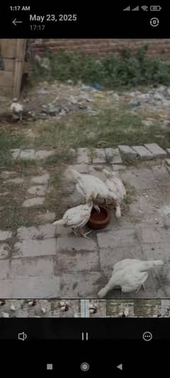 white heera aseel chicks for sale
