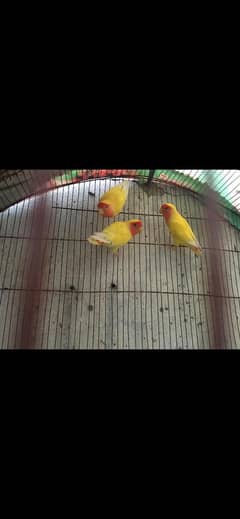 love bird MashaAllah