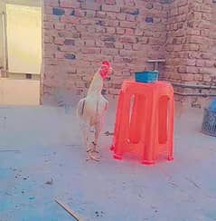 aseel mianwali murga
