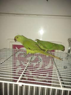 Ringneck pathe hand tame pair