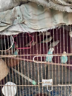 Australian parrot (budgies) with cage