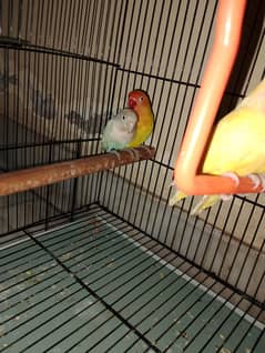love birds pair