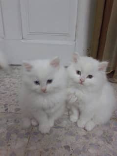 white Persian Kitten For Sale