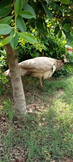 Selling Peacock