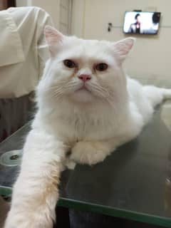 White Male Persian Semi-Punch Face Adult Cat
