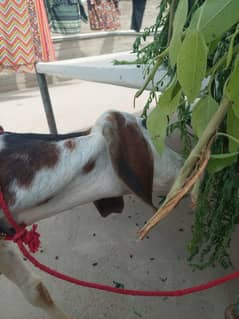 tapra bakra