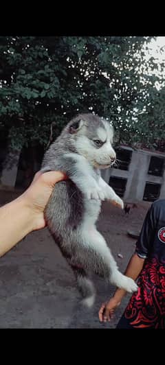 huski puppy