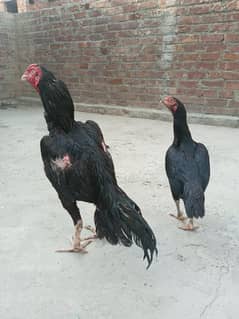 aseel mushka chick's