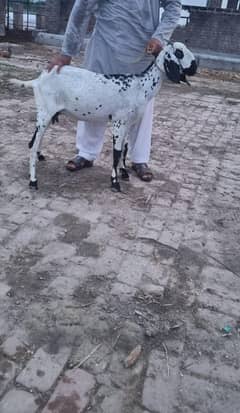 desi gabban goats for sale