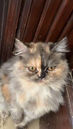 Persian