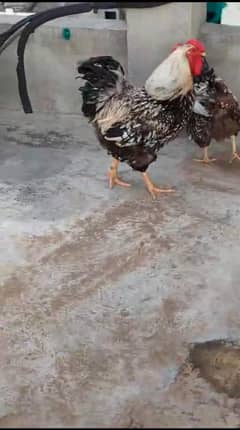 silver wyandotts
