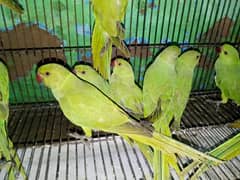 talking and learning parrot s