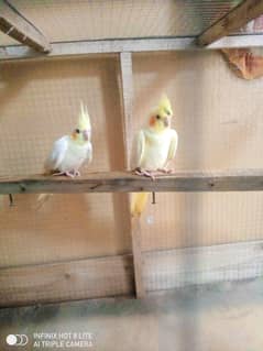 breeder pair ha common aur paid k pair ha
