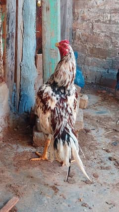 Cheena Aseel