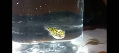 Green Spotted Pufferfish