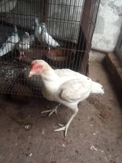 Female Aseel Heera available No#03151437448