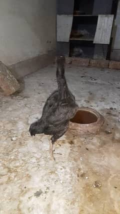 Co. shamo female for sale.