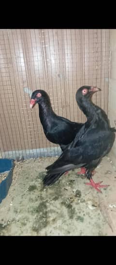 Danish breeder pair 03106442260